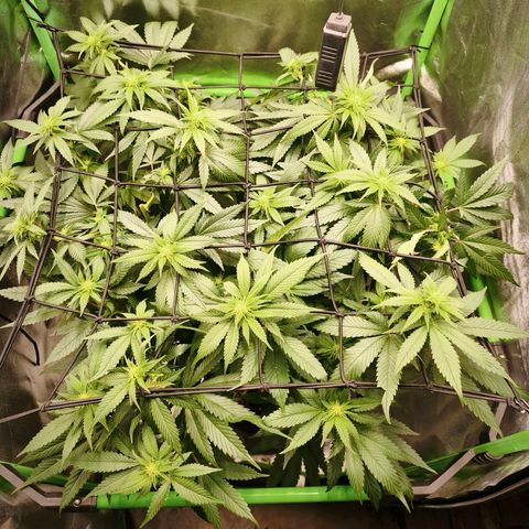 Psicodelicia  growlog photo: Erst im Topf und Zelt vorgezogen, dann nach draußen gestellt und ins Gewächshaus gepackt und aufgrund von zu viel Wachstum ins Zelt gestellt,alles nochmal getoppt aber auch direkt auf Blüte umgestellt, damit das Wachstum etwas gebremst wird. Die Pflanze hat die maximale Größe für das Zelt erreicht, sie ist jetzt 130 cm groß und ich habe genau 30 cm bis zur Lampe.