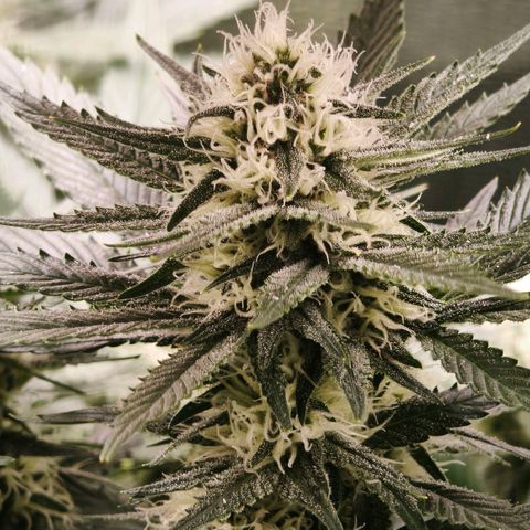 Psicodelicia  growlog photo: Erst im Topf und Zelt vorgezogen, dann nach draußen gestellt und ins Gewächshaus gepackt und aufgrund von zu viel Wachstum ins Zelt gestellt,alles nochmal getoppt aber auch direkt auf Blüte umgestellt, damit das Wachstum etwas gebremst wird. Die Pflanze hat die maximale Größe für das Zelt erreicht, sie ist jetzt 130 cm groß und ich habe genau 30 cm bis zur Lampe.