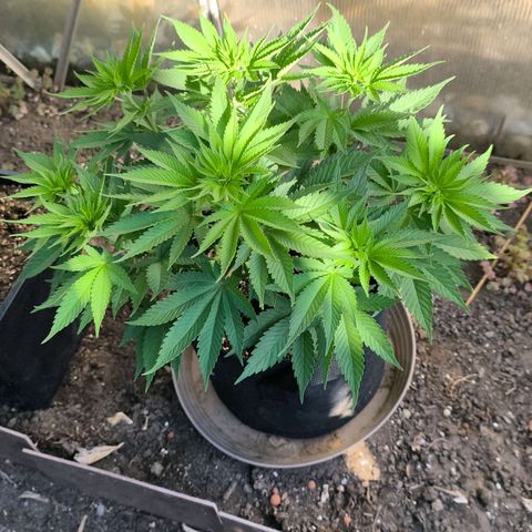 Psicodelicia  growlog photo: Erst im Topf und Zelt vorgezogen, dann nach draußen gestellt und ins Gewächshaus gepackt und aufgrund von zu viel Wachstum ins Zelt gestellt,alles nochmal getoppt aber auch direkt auf Blüte umgestellt, damit das Wachstum etwas gebremst wird. Die Pflanze hat die maximale Größe für das Zelt erreicht, sie ist jetzt 130 cm groß und ich habe genau 30 cm bis zur Lampe.