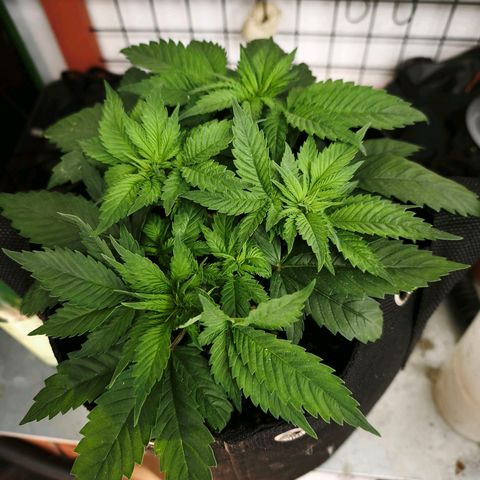 Psicodelicia  growlog photo: Erst im Topf und Zelt vorgezogen, dann nach draußen gestellt und ins Gewächshaus gepackt und aufgrund von zu viel Wachstum ins Zelt gestellt,alles nochmal getoppt aber auch direkt auf Blüte umgestellt, damit das Wachstum etwas gebremst wird. Die Pflanze hat die maximale Größe für das Zelt erreicht, sie ist jetzt 130 cm groß und ich habe genau 30 cm bis zur Lampe.