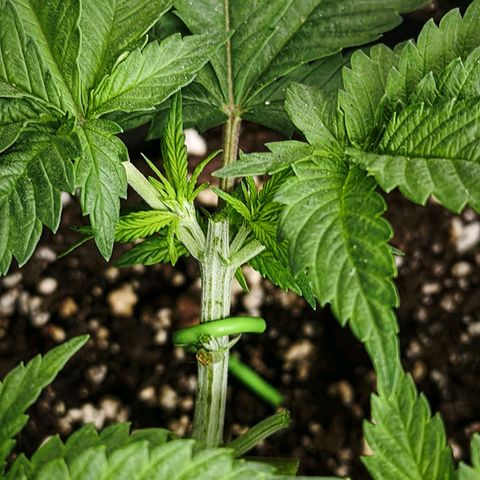 Psicodelicia  growlog photo: Erst im Topf und Zelt vorgezogen, dann nach draußen gestellt und ins Gewächshaus gepackt und aufgrund von zu viel Wachstum ins Zelt gestellt,alles nochmal getoppt aber auch direkt auf Blüte umgestellt, damit das Wachstum etwas gebremst wird. Die Pflanze hat die maximale Größe für das Zelt erreicht, sie ist jetzt 130 cm groß und ich habe genau 30 cm bis zur Lampe.