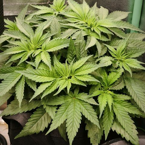 Psicodelicia  growlog photo: Erst im Topf und Zelt vorgezogen, dann nach draußen gestellt und ins Gewächshaus gepackt und aufgrund von zu viel Wachstum ins Zelt gestellt,alles nochmal getoppt aber auch direkt auf Blüte umgestellt, damit das Wachstum etwas gebremst wird. Die Pflanze hat die maximale Größe für das Zelt erreicht, sie ist jetzt 130 cm groß und ich habe genau 30 cm bis zur Lampe.
