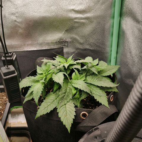 Psicodelicia  growlog photo: Erst im Topf und Zelt vorgezogen, dann nach draußen gestellt und ins Gewächshaus gepackt und aufgrund von zu viel Wachstum ins Zelt gestellt,alles nochmal getoppt aber auch direkt auf Blüte umgestellt, damit das Wachstum etwas gebremst wird. Die Pflanze hat die maximale Größe für das Zelt erreicht, sie ist jetzt 130 cm groß und ich habe genau 30 cm bis zur Lampe.