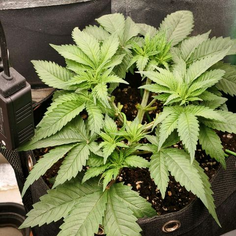 Psicodelicia  growlog photo: Erst im Topf und Zelt vorgezogen, dann nach draußen gestellt und ins Gewächshaus gepackt und aufgrund von zu viel Wachstum ins Zelt gestellt,alles nochmal getoppt aber auch direkt auf Blüte umgestellt, damit das Wachstum etwas gebremst wird. Die Pflanze hat die maximale Größe für das Zelt erreicht, sie ist jetzt 130 cm groß und ich habe genau 30 cm bis zur Lampe.