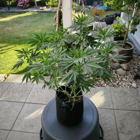 Psicodelicia  growlog photo: Erst im Topf und Zelt vorgezogen, dann nach draußen gestellt und ins Gewächshaus gepackt und aufgrund von zu viel Wachstum ins Zelt gestellt,alles nochmal getoppt aber auch direkt auf Blüte umgestellt, damit das Wachstum etwas gebremst wird. Die Pflanze hat die maximale Größe für das Zelt erreicht, sie ist jetzt 130 cm groß und ich habe genau 30 cm bis zur Lampe.