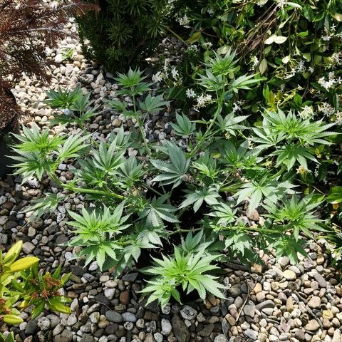 Psicodelicia  growlog photo: Erst im Topf und Zelt vorgezogen, dann nach draußen gestellt und ins Gewächshaus gepackt und aufgrund von zu viel Wachstum ins Zelt gestellt,alles nochmal getoppt aber auch direkt auf Blüte umgestellt, damit das Wachstum etwas gebremst wird. Die Pflanze hat die maximale Größe für das Zelt erreicht, sie ist jetzt 130 cm groß und ich habe genau 30 cm bis zur Lampe.