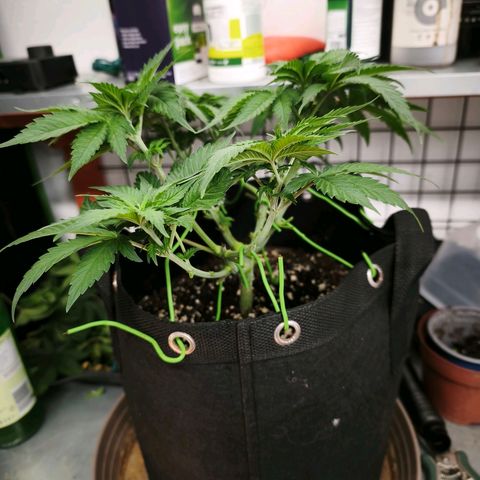 Psicodelicia  growlog photo: Erst im Topf und Zelt vorgezogen, dann nach draußen gestellt und ins Gewächshaus gepackt und aufgrund von zu viel Wachstum ins Zelt gestellt,alles nochmal getoppt aber auch direkt auf Blüte umgestellt, damit das Wachstum etwas gebremst wird. Die Pflanze hat die maximale Größe für das Zelt erreicht, sie ist jetzt 130 cm groß und ich habe genau 30 cm bis zur Lampe.