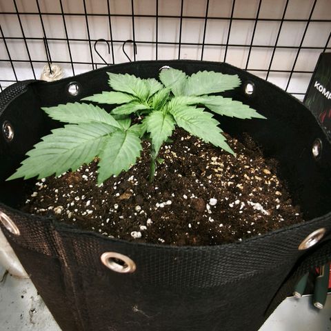 Psicodelicia  growlog photo: Erst im Topf und Zelt vorgezogen, dann nach draußen gestellt und ins Gewächshaus gepackt und aufgrund von zu viel Wachstum ins Zelt gestellt,alles nochmal getoppt aber auch direkt auf Blüte umgestellt, damit das Wachstum etwas gebremst wird. Die Pflanze hat die maximale Größe für das Zelt erreicht, sie ist jetzt 130 cm groß und ich habe genau 30 cm bis zur Lampe.