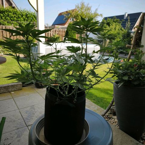 Psicodelicia  growlog photo: Erst im Topf und Zelt vorgezogen, dann nach draußen gestellt und ins Gewächshaus gepackt und aufgrund von zu viel Wachstum ins Zelt gestellt,alles nochmal getoppt aber auch direkt auf Blüte umgestellt, damit das Wachstum etwas gebremst wird. Die Pflanze hat die maximale Größe für das Zelt erreicht, sie ist jetzt 130 cm groß und ich habe genau 30 cm bis zur Lampe.
