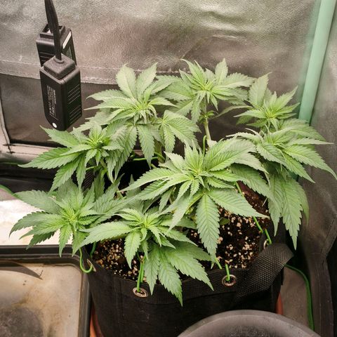 Psicodelicia  growlog photo: Erst im Topf und Zelt vorgezogen, dann nach draußen gestellt und ins Gewächshaus gepackt und aufgrund von zu viel Wachstum ins Zelt gestellt,alles nochmal getoppt aber auch direkt auf Blüte umgestellt, damit das Wachstum etwas gebremst wird. Die Pflanze hat die maximale Größe für das Zelt erreicht, sie ist jetzt 130 cm groß und ich habe genau 30 cm bis zur Lampe.