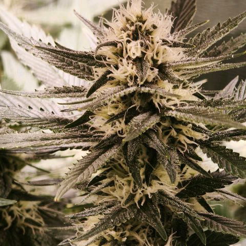 Psicodelicia  growlog photo: Erst im Topf und Zelt vorgezogen, dann nach draußen gestellt und ins Gewächshaus gepackt und aufgrund von zu viel Wachstum ins Zelt gestellt,alles nochmal getoppt aber auch direkt auf Blüte umgestellt, damit das Wachstum etwas gebremst wird. Die Pflanze hat die maximale Größe für das Zelt erreicht, sie ist jetzt 130 cm groß und ich habe genau 30 cm bis zur Lampe.
