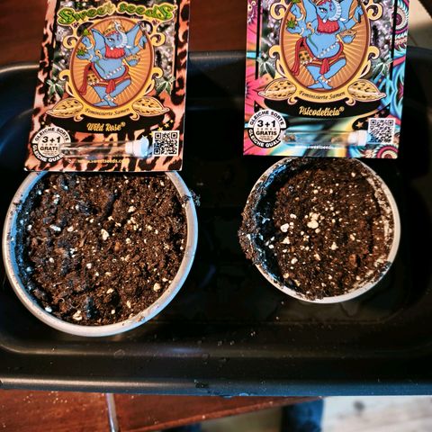 Psicodelicia  growlog photo: Erst im Topf und Zelt vorgezogen, dann nach draußen gestellt und ins Gewächshaus gepackt und aufgrund von zu viel Wachstum ins Zelt gestellt,alles nochmal getoppt aber auch direkt auf Blüte umgestellt, damit das Wachstum etwas gebremst wird. Die Pflanze hat die maximale Größe für das Zelt erreicht, sie ist jetzt 130 cm groß und ich habe genau 30 cm bis zur Lampe.