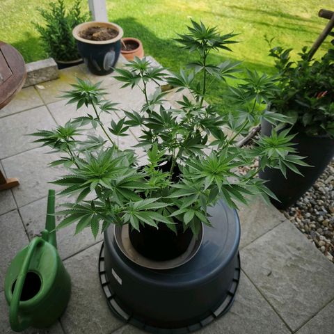 Psicodelicia  growlog photo: Erst im Topf und Zelt vorgezogen, dann nach draußen gestellt und ins Gewächshaus gepackt und aufgrund von zu viel Wachstum ins Zelt gestellt,alles nochmal getoppt aber auch direkt auf Blüte umgestellt, damit das Wachstum etwas gebremst wird. Die Pflanze hat die maximale Größe für das Zelt erreicht, sie ist jetzt 130 cm groß und ich habe genau 30 cm bis zur Lampe.