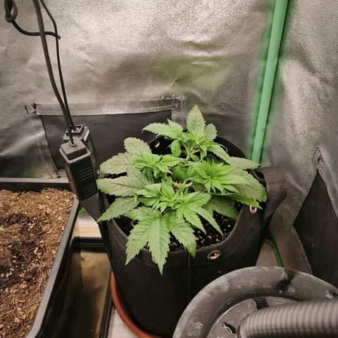 Psicodelicia  growlog photo: Erst im Topf und Zelt vorgezogen, dann nach draußen gestellt und ins Gewächshaus gepackt und aufgrund von zu viel Wachstum ins Zelt gestellt,alles nochmal getoppt aber auch direkt auf Blüte umgestellt, damit das Wachstum etwas gebremst wird. Die Pflanze hat die maximale Größe für das Zelt erreicht, sie ist jetzt 130 cm groß und ich habe genau 30 cm bis zur Lampe.