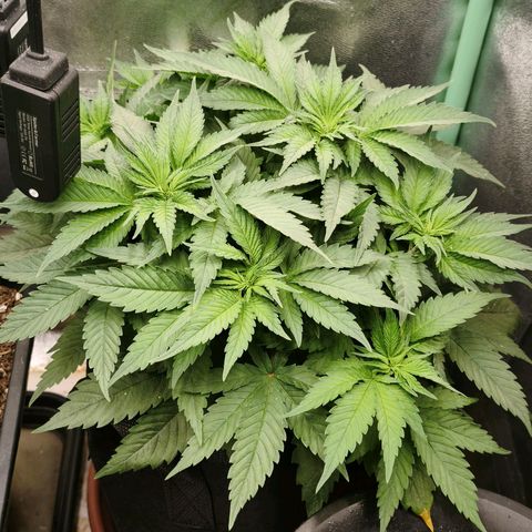 Psicodelicia  growlog photo: Erst im Topf und Zelt vorgezogen, dann nach draußen gestellt und ins Gewächshaus gepackt und aufgrund von zu viel Wachstum ins Zelt gestellt,alles nochmal getoppt aber auch direkt auf Blüte umgestellt, damit das Wachstum etwas gebremst wird. Die Pflanze hat die maximale Größe für das Zelt erreicht, sie ist jetzt 130 cm groß und ich habe genau 30 cm bis zur Lampe.