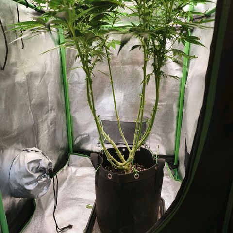 Psicodelicia  growlog photo: Erst im Topf und Zelt vorgezogen, dann nach draußen gestellt und ins Gewächshaus gepackt und aufgrund von zu viel Wachstum ins Zelt gestellt,alles nochmal getoppt aber auch direkt auf Blüte umgestellt, damit das Wachstum etwas gebremst wird. Die Pflanze hat die maximale Größe für das Zelt erreicht, sie ist jetzt 130 cm groß und ich habe genau 30 cm bis zur Lampe.
