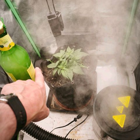 Psicodelicia  growlog photo: Erst im Topf und Zelt vorgezogen, dann nach draußen gestellt und ins Gewächshaus gepackt und aufgrund von zu viel Wachstum ins Zelt gestellt,alles nochmal getoppt aber auch direkt auf Blüte umgestellt, damit das Wachstum etwas gebremst wird. Die Pflanze hat die maximale Größe für das Zelt erreicht, sie ist jetzt 130 cm groß und ich habe genau 30 cm bis zur Lampe.