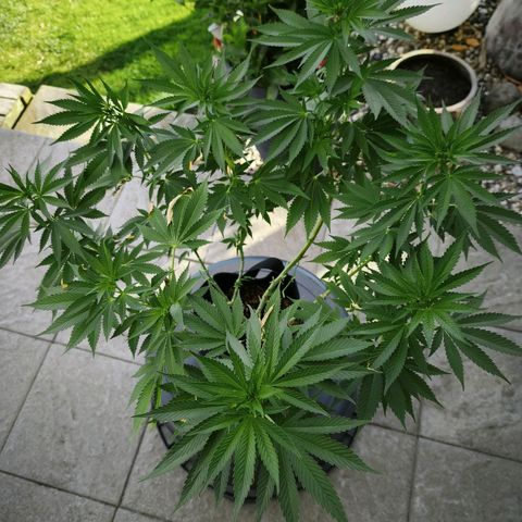Psicodelicia  growlog photo: Erst im Topf und Zelt vorgezogen, dann nach draußen gestellt und ins Gewächshaus gepackt und aufgrund von zu viel Wachstum ins Zelt gestellt,alles nochmal getoppt aber auch direkt auf Blüte umgestellt, damit das Wachstum etwas gebremst wird. Die Pflanze hat die maximale Größe für das Zelt erreicht, sie ist jetzt 130 cm groß und ich habe genau 30 cm bis zur Lampe.