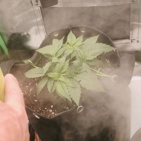 Psicodelicia  growlog photo: Erst im Topf und Zelt vorgezogen, dann nach draußen gestellt und ins Gewächshaus gepackt und aufgrund von zu viel Wachstum ins Zelt gestellt,alles nochmal getoppt aber auch direkt auf Blüte umgestellt, damit das Wachstum etwas gebremst wird. Die Pflanze hat die maximale Größe für das Zelt erreicht, sie ist jetzt 130 cm groß und ich habe genau 30 cm bis zur Lampe.