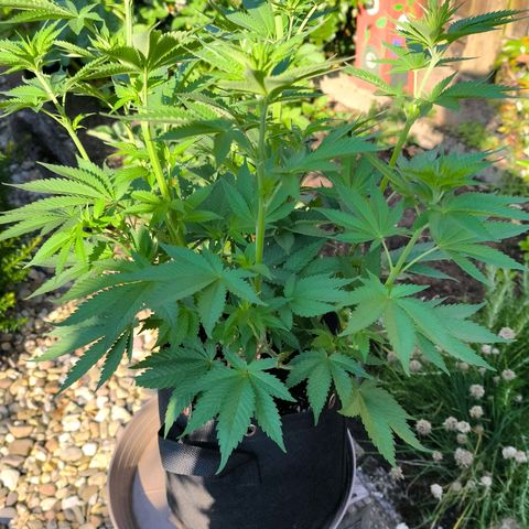Psicodelicia  growlog photo: Erst im Topf und Zelt vorgezogen, dann nach draußen gestellt und ins Gewächshaus gepackt und aufgrund von zu viel Wachstum ins Zelt gestellt,alles nochmal getoppt aber auch direkt auf Blüte umgestellt, damit das Wachstum etwas gebremst wird. Die Pflanze hat die maximale Größe für das Zelt erreicht, sie ist jetzt 130 cm groß und ich habe genau 30 cm bis zur Lampe.