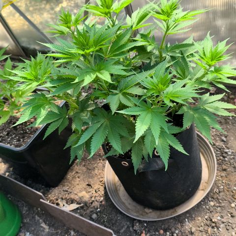 Psicodelicia  growlog photo: Erst im Topf und Zelt vorgezogen, dann nach draußen gestellt und ins Gewächshaus gepackt und aufgrund von zu viel Wachstum ins Zelt gestellt,alles nochmal getoppt aber auch direkt auf Blüte umgestellt, damit das Wachstum etwas gebremst wird. Die Pflanze hat die maximale Größe für das Zelt erreicht, sie ist jetzt 130 cm groß und ich habe genau 30 cm bis zur Lampe.