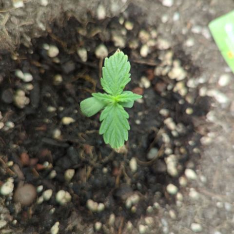 Quick One growlog timeline photo