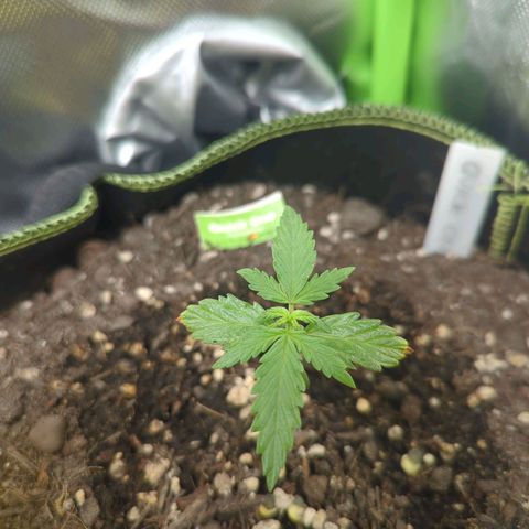 Quick One growlog timeline photo