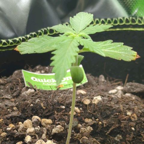 Quick One growlog timeline photo