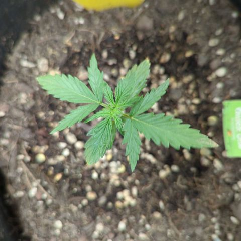 Quick One growlog timeline photo