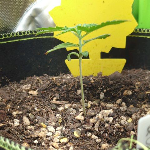 Quick One growlog timeline photo