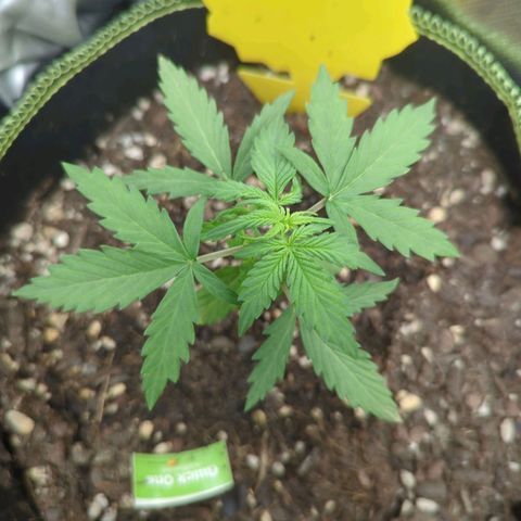 Quick One growlog timeline photo