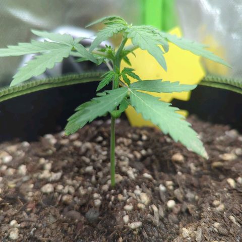 Quick One growlog timeline photo