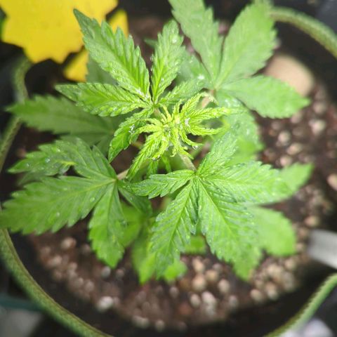 Quick One growlog timeline photo