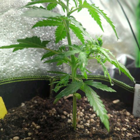 Quick One growlog timeline photo