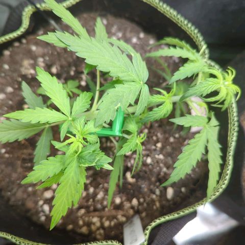 Quick One growlog timeline photo