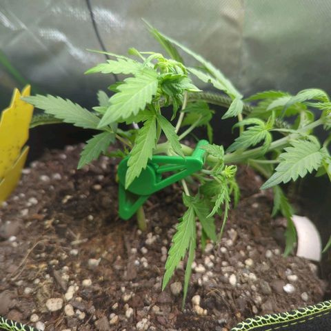 Quick One growlog timeline photo