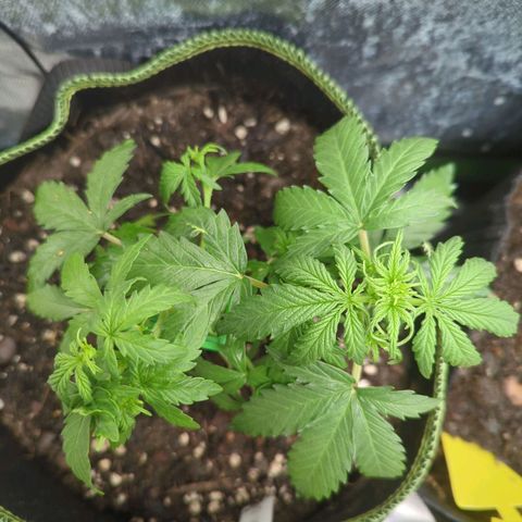 Quick One growlog timeline photo