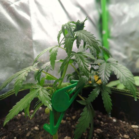 Quick One growlog timeline photo