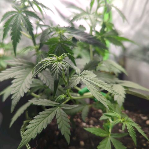 Quick One growlog timeline photo
