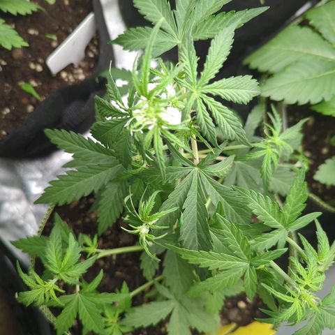 Quick One growlog timeline photo
