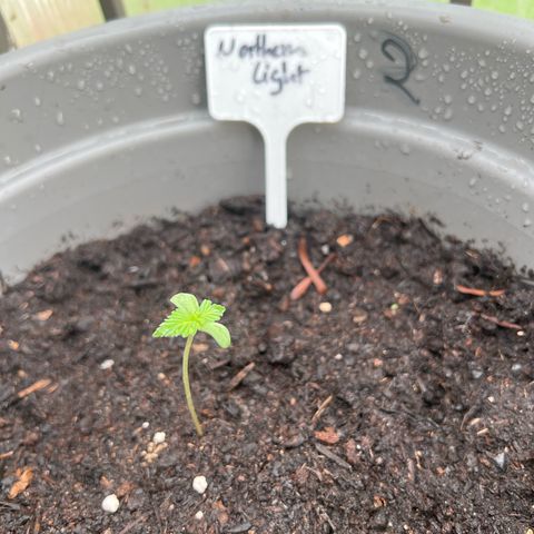 Northern Light Auto VL growlog timeline photo