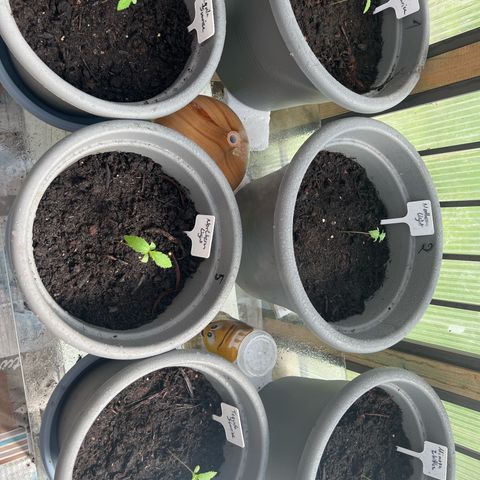 Northern Light Auto VL growlog timeline photo