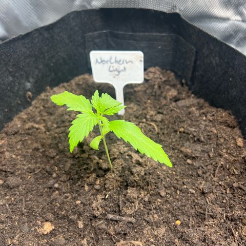 Northern Light Auto VL growlog timeline photo