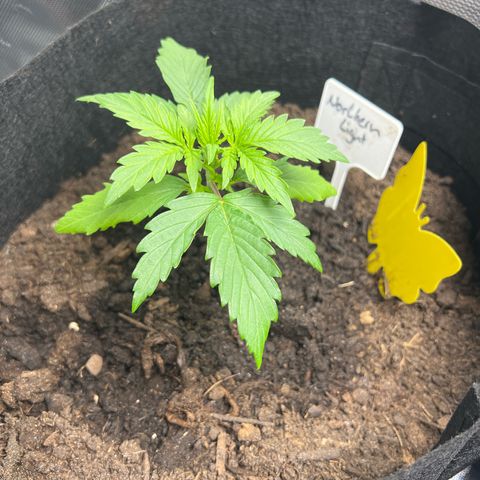 Northern Light Auto VL growlog timeline photo