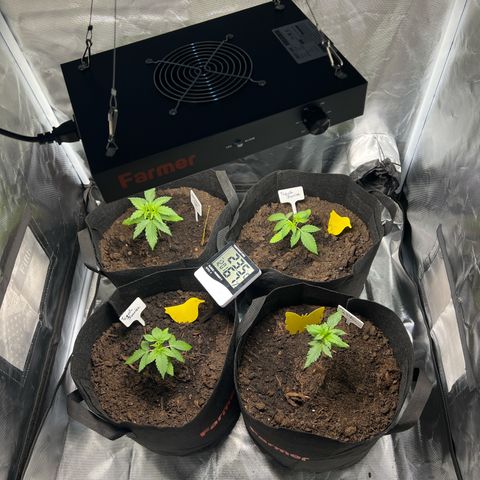 Northern Light Auto VL growlog timeline photo
