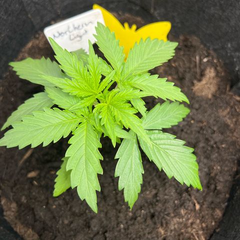 Northern Light Auto VL growlog timeline photo
