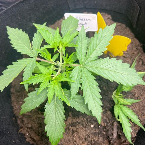 Northern Light Auto VL growlog photo: After Topping