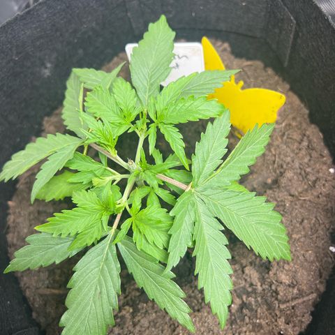 Northern Light Auto VL growlog timeline photo