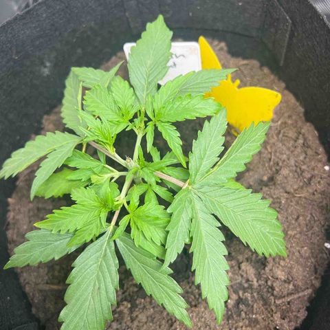 Northern Light Auto VL growlog timeline photo