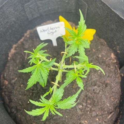 Northern Light Auto VL growlog photo: Gerupftes Hühnchen 
